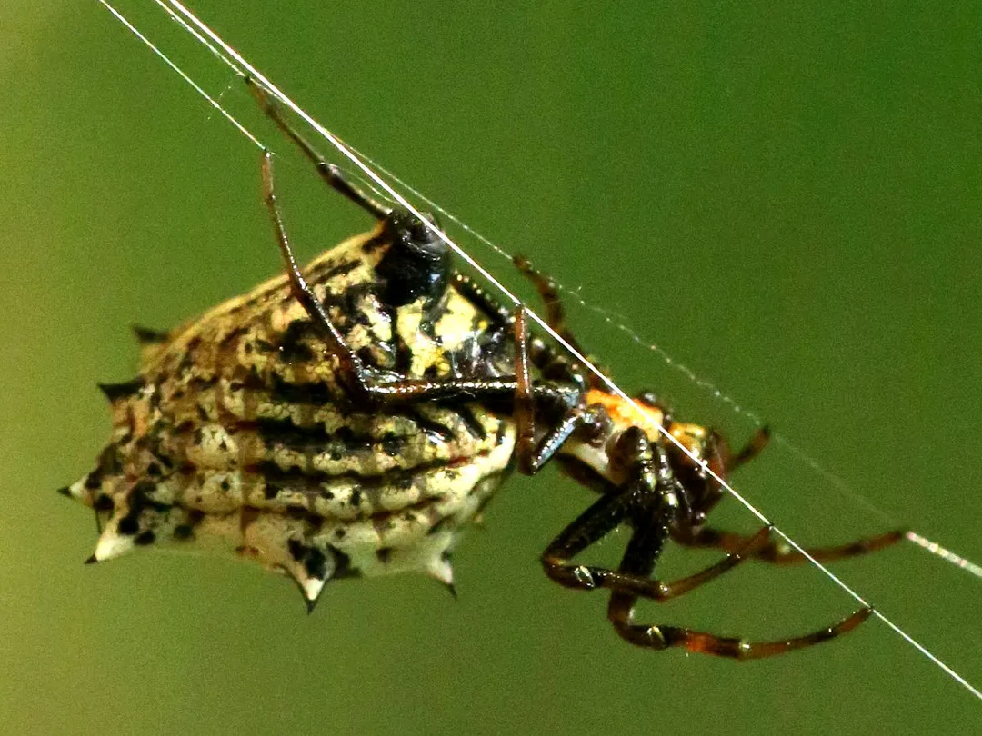 Female Spined micrathena lateral view.  Sugarland Run Valley Stream Trail, Herndon, USA