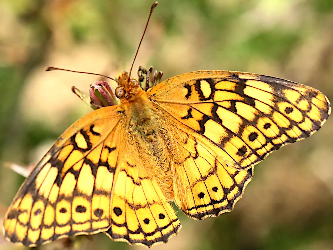 Euptoieta claudia dorsal. Sugarland Run Valley Stream Trail, Herndon, USA