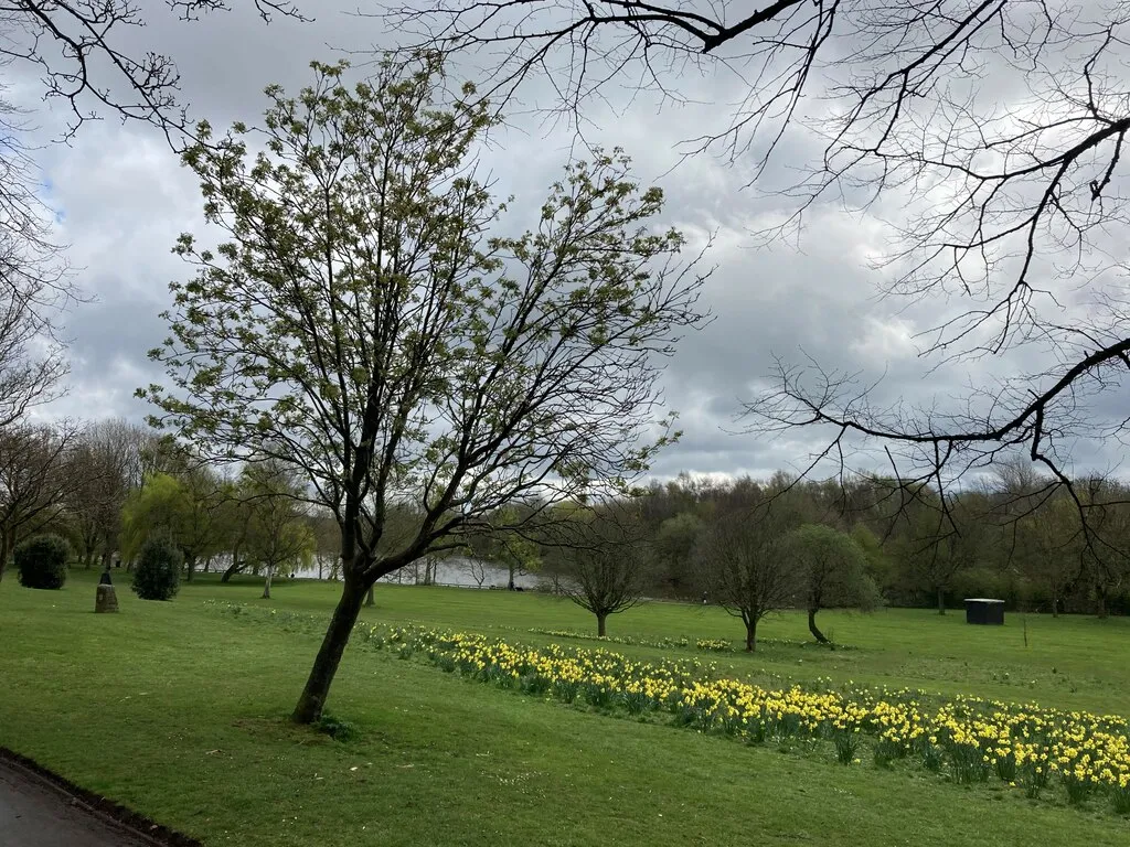 Daffodils and Lake in Lawn Park