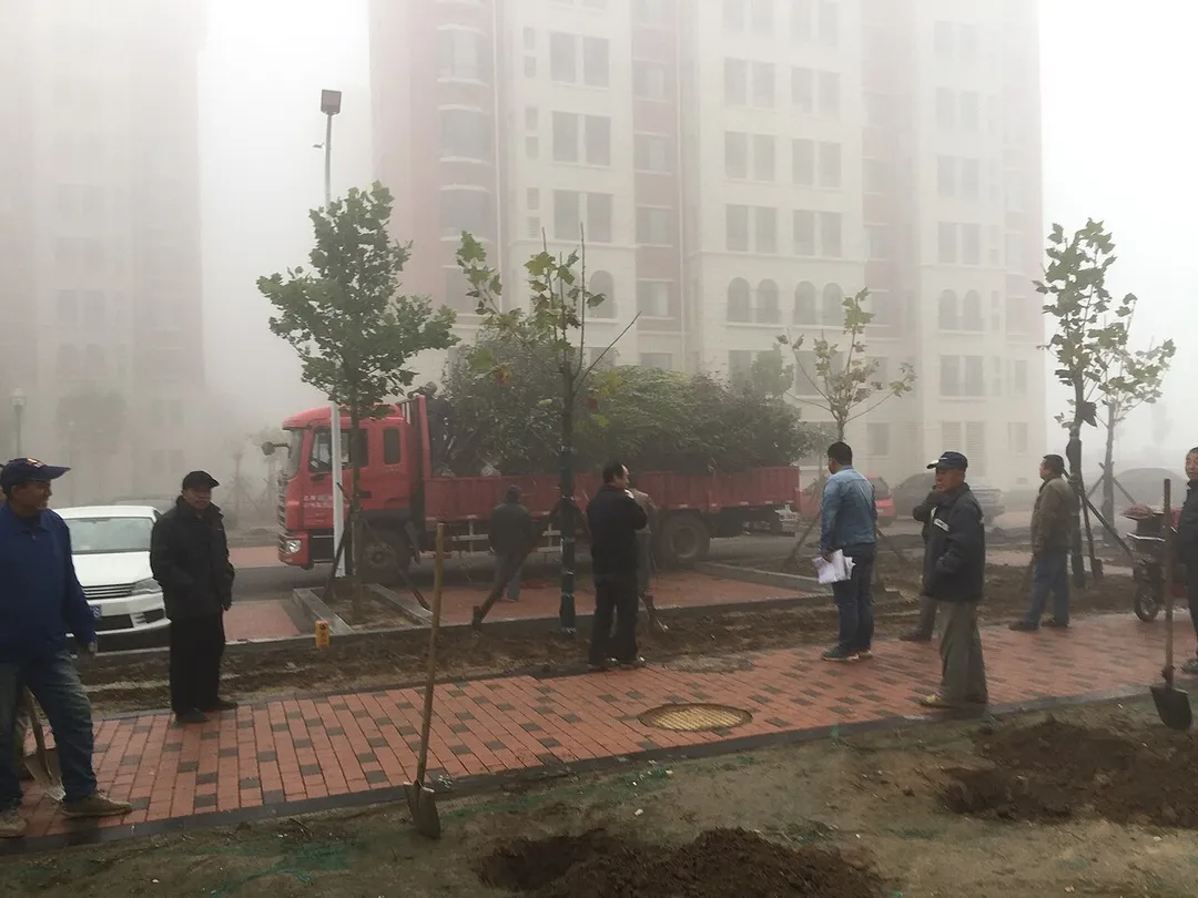 Trees being planted around Taitou