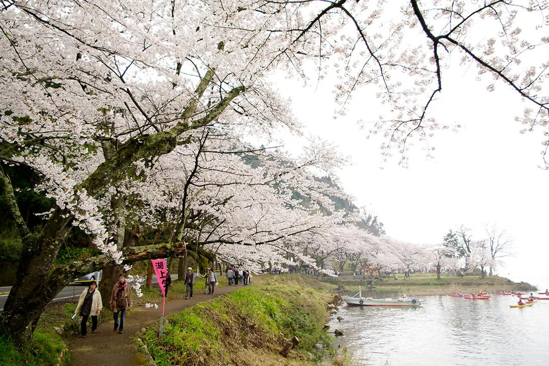 Sakura at Kaizu-Osaki, Biwa Lake (Takashima, Shiga, Japan)