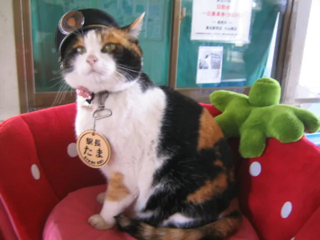 Tama, the stationmaster of Kishi Station, Wakayama Electric Railway, located in Kinokawa, Wakayama, Japan