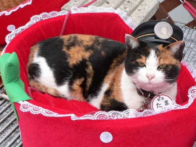 The female cat Tama resides since 2007 as a "station manager" at the Kishi station in Kinokawa, Wakayama Prefecture (Japan)