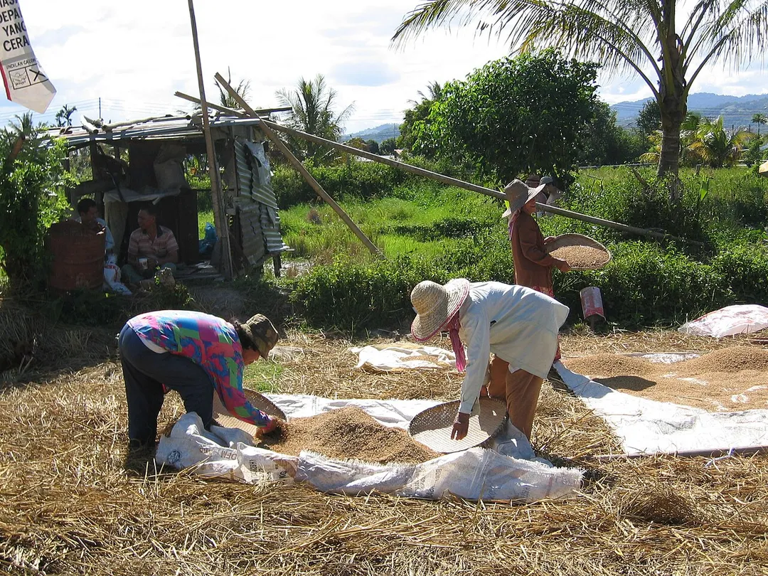 Tambunan. Kampong Tinompok.
Farmers winnowing after threshing of padi. Siapa yang kenal dengan INAN ini?