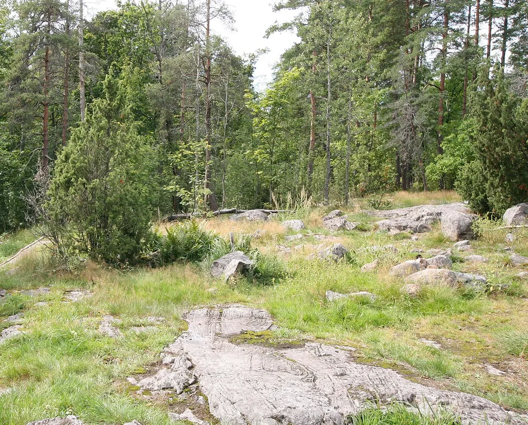 Tammisto forest vantaa Helsinki