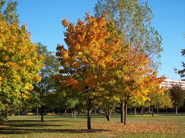 Autumm 2005 in Warsaw in Poland.