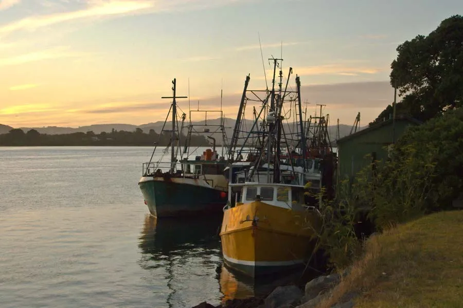 Fishing boats in Tauranga harbour.