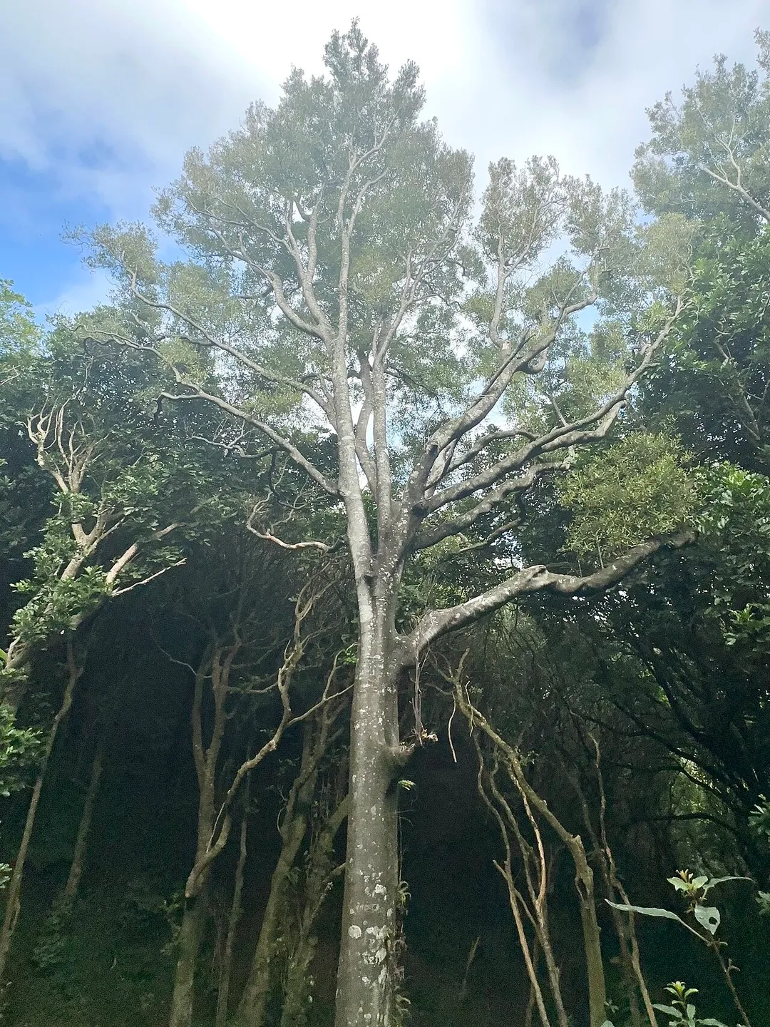 A tawa tree (Beilschmiedia tawa) at the Wilf Mexted Scenic Reserve in Tawa, Wellington, New Zealand.