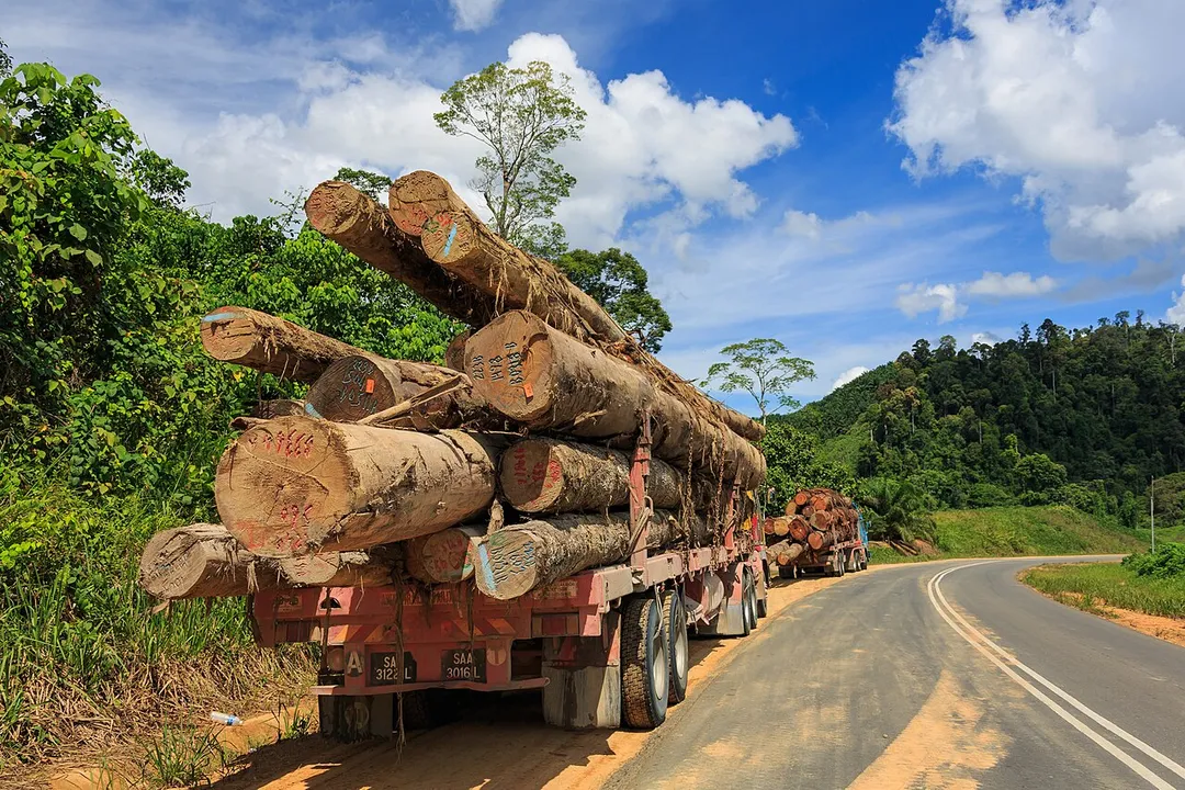 District Tawau, Sabah: Two logging trucks at the Kalabakan-Sapulot-Road, taking heavy tropical timber logs to the log pond in Kalabakan