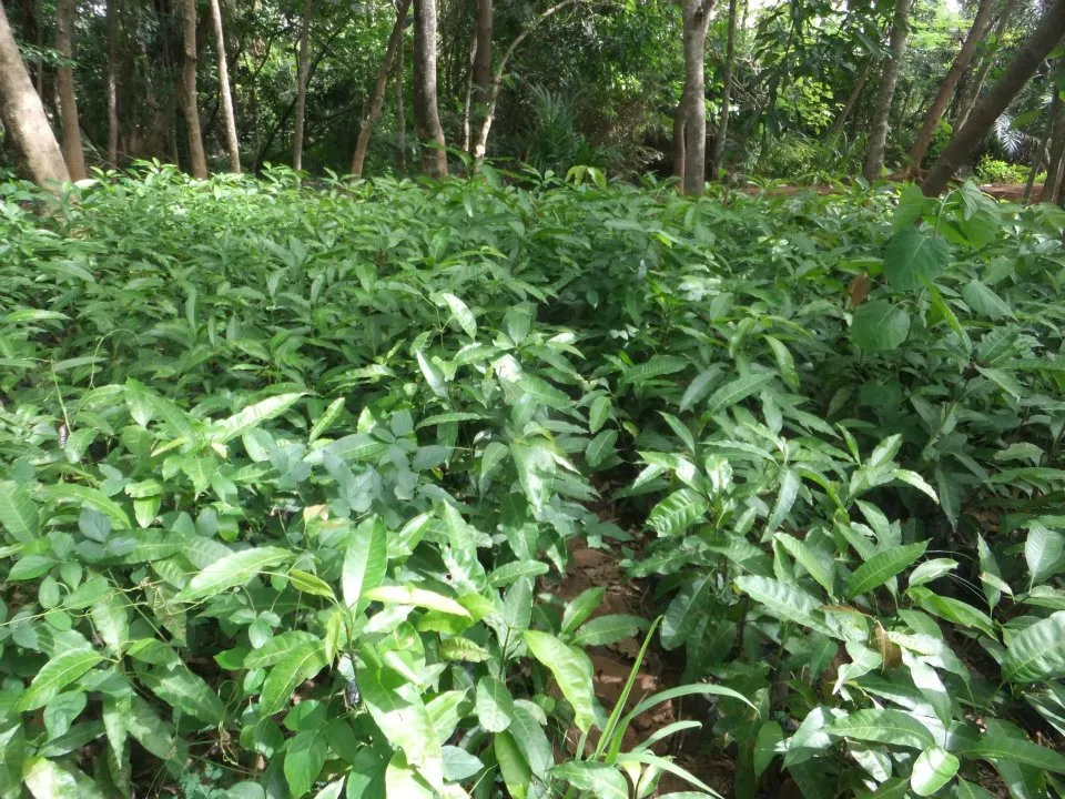 A photograph of Tree Nursery in Techiman, Ghana.