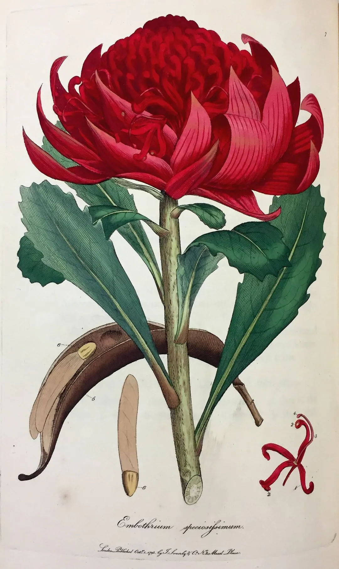 This is an image of a print of a hand coloured engraving by James Sowerby (1757-1822), based on drawing nominally by John White but probably by the convict artist Thomas Watling. It appeared as Tab. IV in James Edward Smith's 1793 A Specimen of the Botany of New Holland. The plant depicted was then known as Embothrium speciosissimum, but is now Telopea speciosissima (Waratah).
The accompanying text explains the figure thus:

1. A flower fully expanded.
2.2. Antherae.
3. Germen.
4. Stigma
5. Follicle.
6.6. Seeds.
All of their natural size