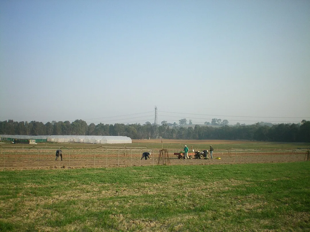 Farming at Lower Templestowe, Victoria.
