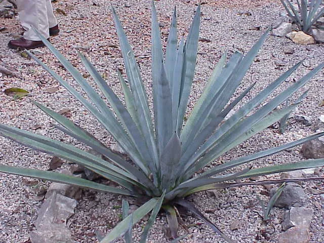 Species: Agave tequilana
Family: Agavaceae

Image No. 1