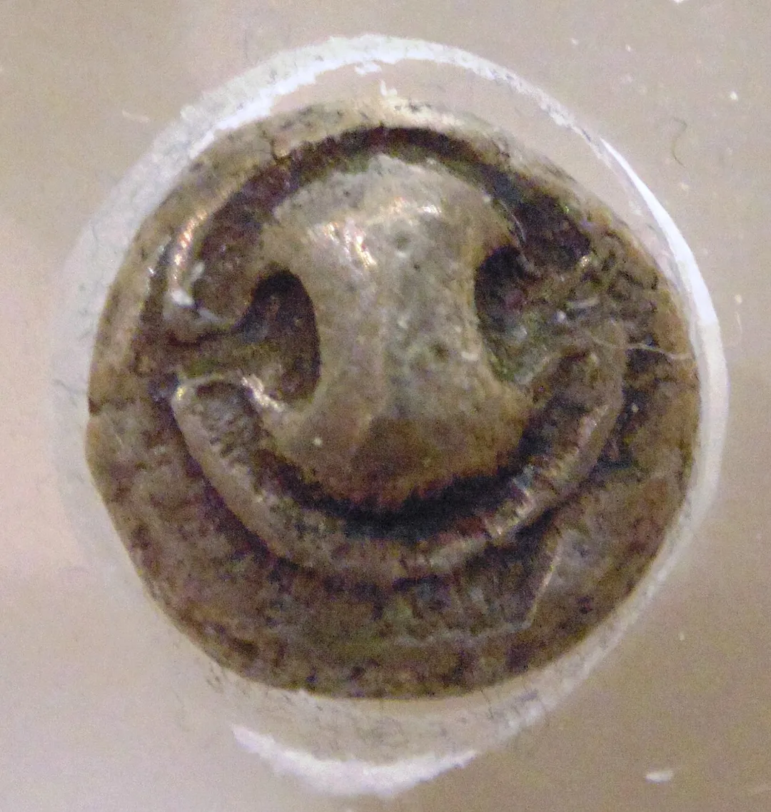 Collection of Archaeological Museum of Thebes