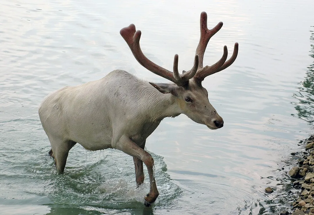 Appears to be an albino Elk, located at Wagon Trails Animal Park.