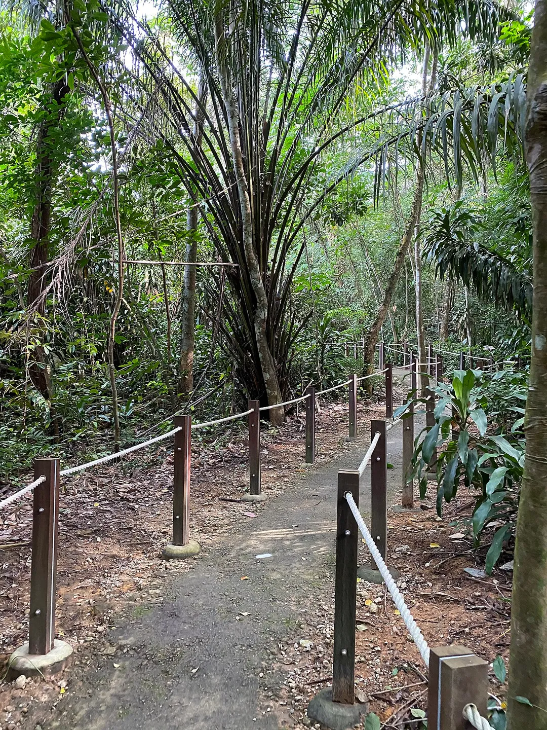 A hiking trail in Thomson Nature Park, Singapore captured in the afternoon of August 2, 2020