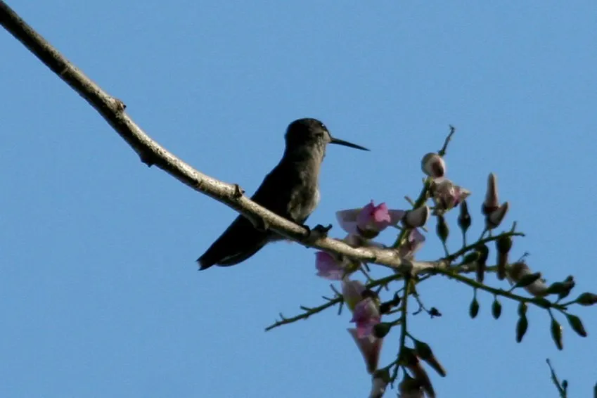 Colibrí en la Reserva Silvestre Privada Montibelli (Ticuantepe, Nicaragua).