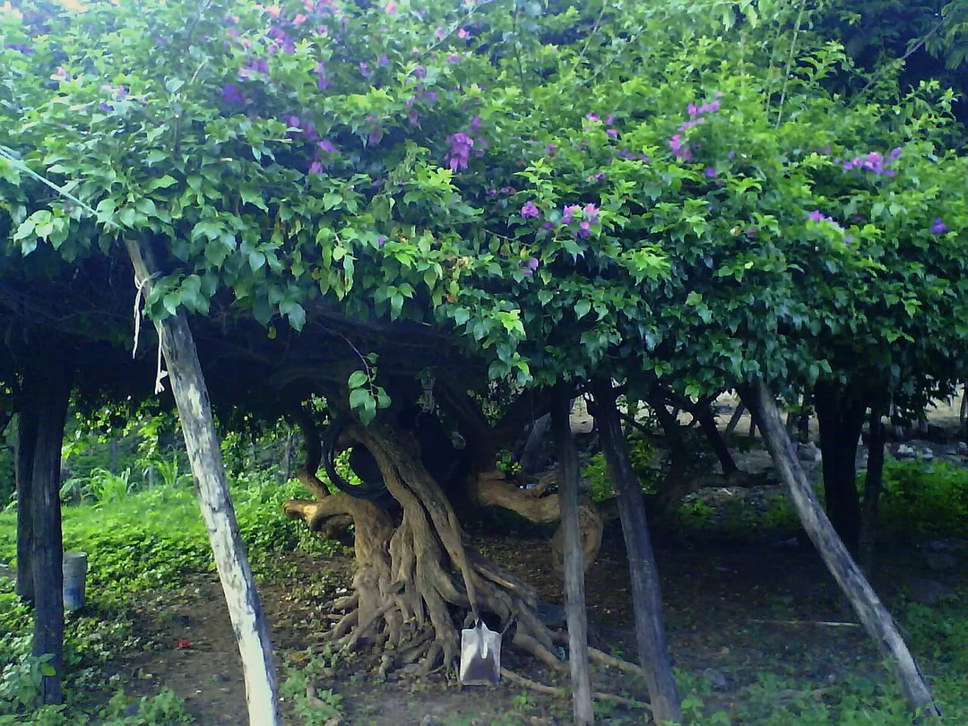 Approximately 150 year-old Bougainvillea in the town of Hornos, Vasquez Valley, Tlaquiltenango, Morelos, Mexico
