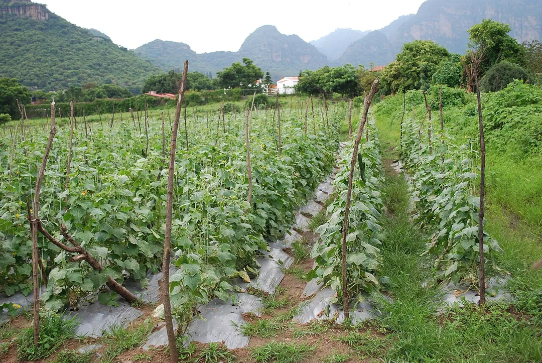 Cucumber field in Tlayacapan, Morelos, Mexico