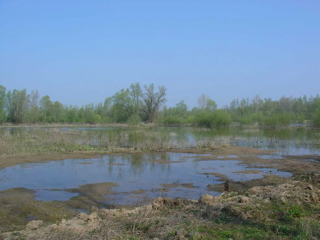 Natuurgebied Bijland bij Lobith/Tolkamer, onderdeel van Natura 2000-gebied de Gelderse Poort