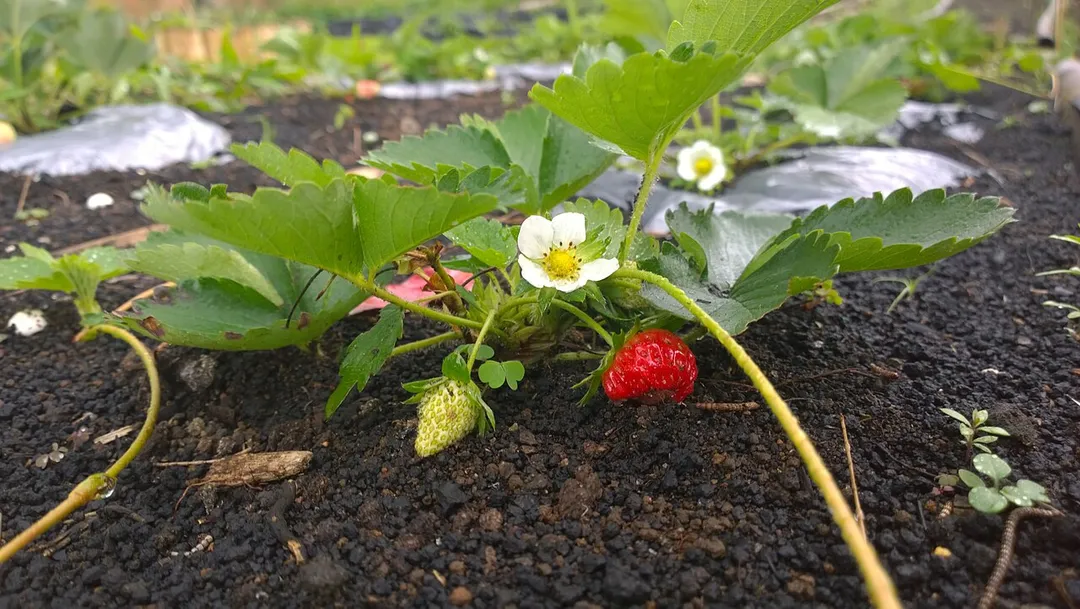 A strawberry plant, including a ripe fruit, at a farm near Tongging, Karo, Indonesia.