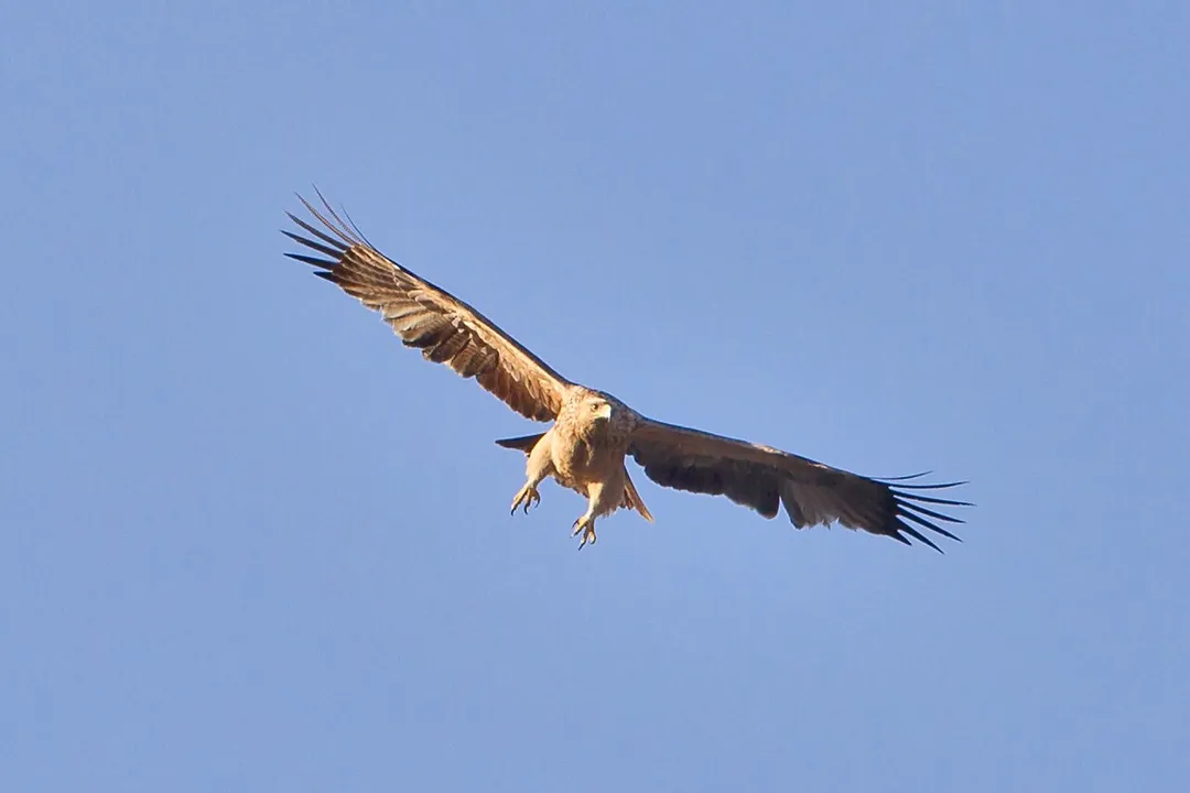 Aquila adalberti, Spanish Imperial Eagle