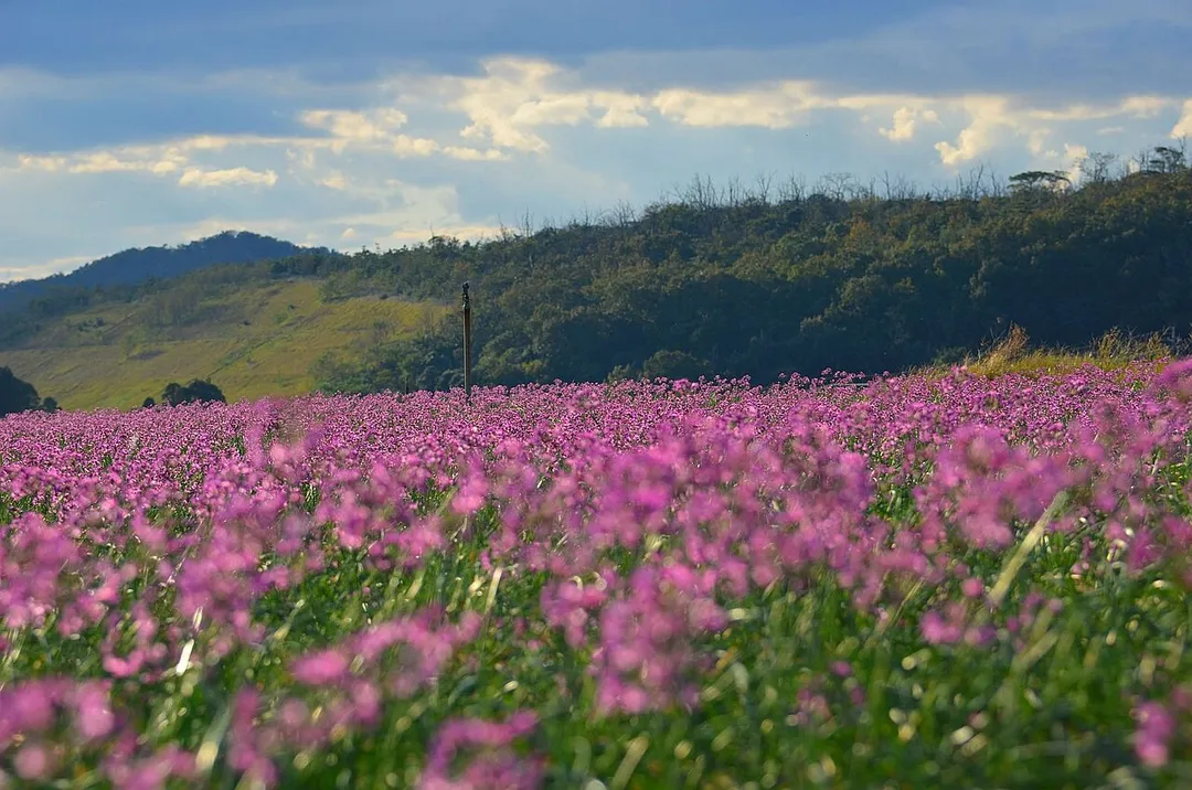 Allium chinense in Tottori Sand Dunes