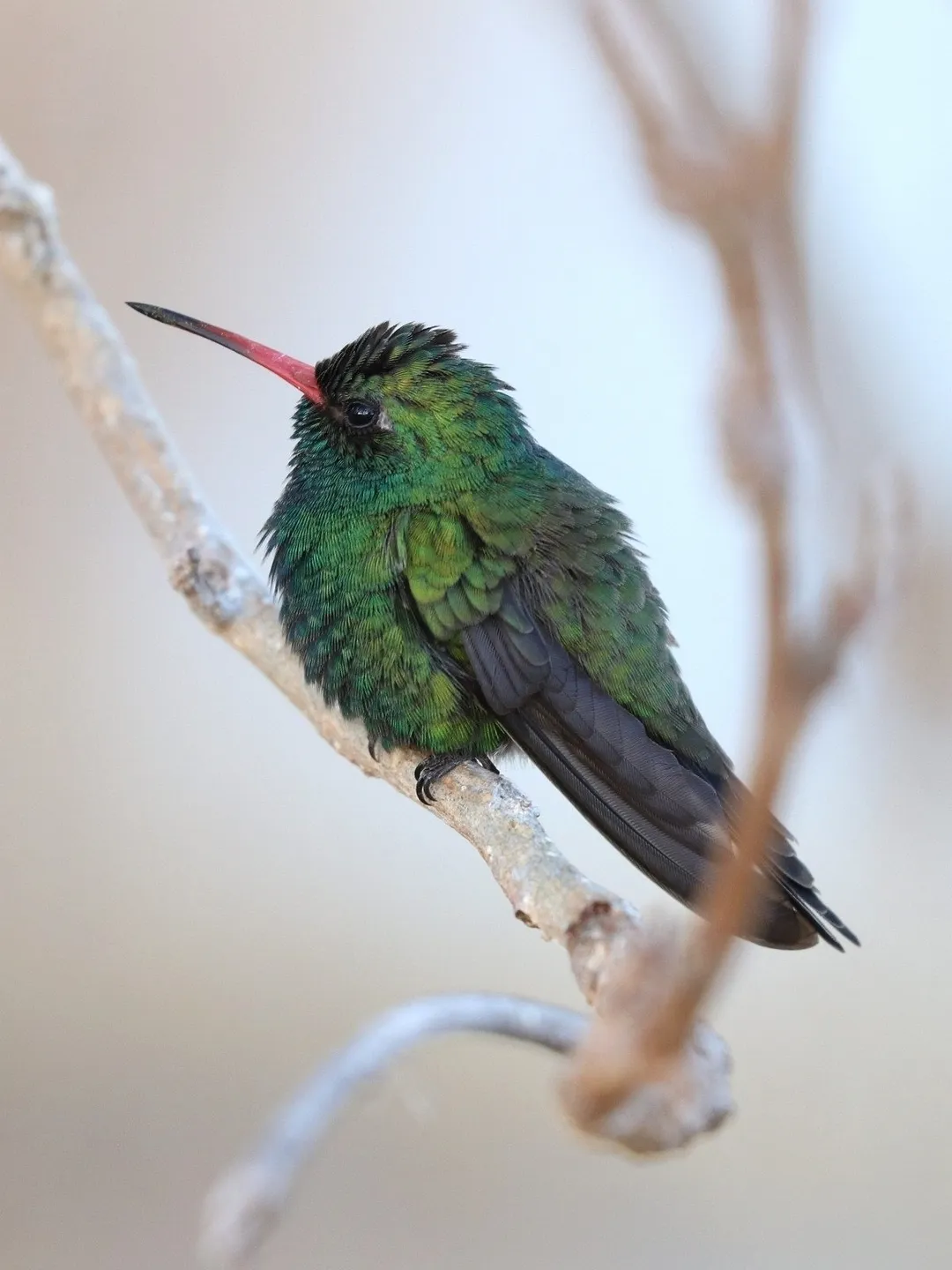 Tres Marías Hummingbird (Cynanthus lawrencei) in Mexico. Photo by Sinead Gómez. Original iNaturalist observation here: https://www.inaturalist.org/observations/199270961