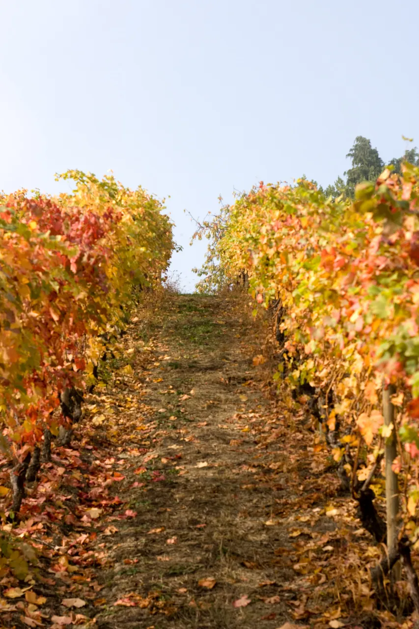 A vineyard in the Italian wine region of Piedmont during autumn