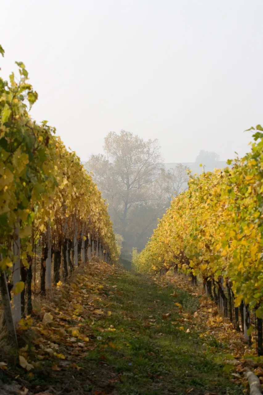 vigneti a Trezzo Tinella