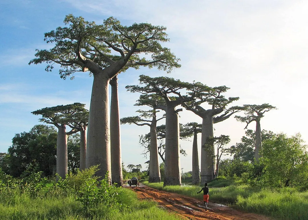 Adansonia grandidieri, baobab from Madagascar, picture taken near Morondava