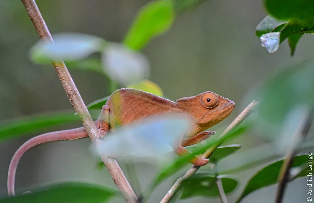Caméléon de Madagascar dans la Réserve communautaire VOI MMA d'Andasibe