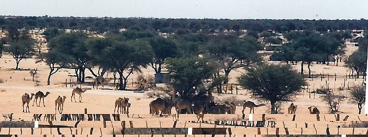 Domesticated camels grazing in Tshabong, Botswana. The town is the administrative centre of Kgalagadi District, in the Kalahari Desert, and the camels are used for transport, particularly by the police. Taken in mid-1995 on film.