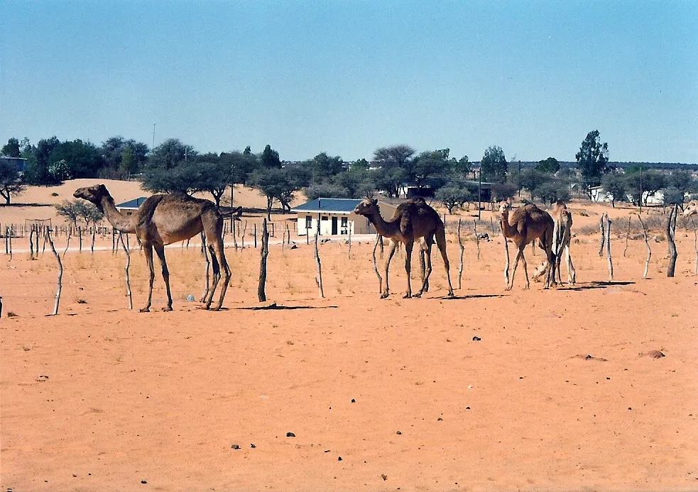 Domesticated camels grazing in Tshabong, Botswana. The town is the administrative centre of Kgalagadi District, in the Kalahari Desert, and the camels are used for transport, particularly by the police. Taken in mid-1995 on film.