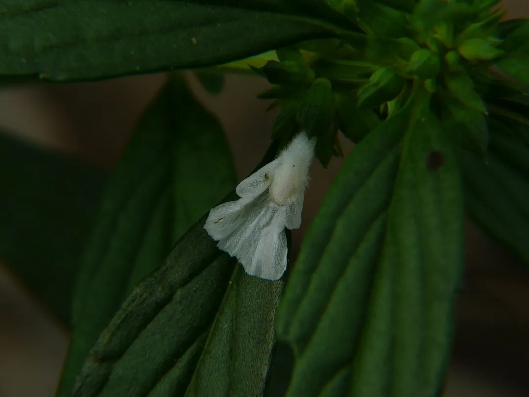 Lamiaceae (mint family) » Leucas aspera
LOO-kus -- from the Greek leukos (white)
AS-per-uh -- meaning, rough
commonly known as: common leucas • Hindi: chhota-halkusa, गोफा gopha, गुमी gumi, गुम्मा gumma • Kannada: thumbe • Malayalam: tumba, tumpa • Marathi: तांब tamba, तुंबी tumbi • Oriya: bhutamari • Sanskrit: द्रोणपुष्पि dronpushpi • Tamil: kadar kumbam, sudarpoo tonri, தூலை tulai, தும்பை tumpai • Telugu: తెల్ల తుమ్మి tella tummi

References: Common Indian Wild Flowers by Isaaac Kehimkar • BPI (DA), Govt. of Phillipines
