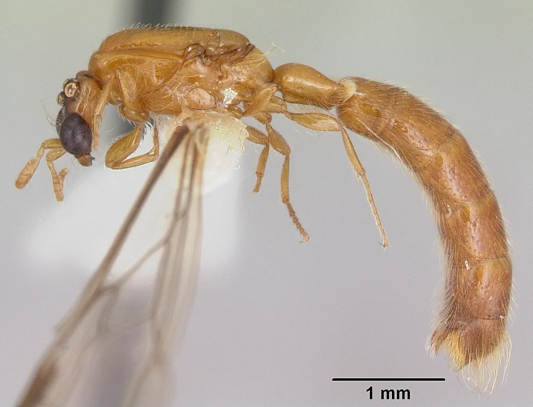 Aenictogiton_species
Specimen Code: CASENT0005900
Collected by: E. S. Ross and R. E. Leech  
Locality: Zambia (N. Rhodesia): 35 mi SE of Tunduma; 1400 m

Date: 19 Feb 1958