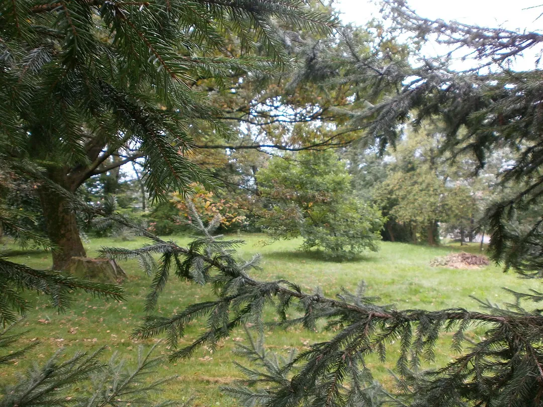 Tymbark, park,  XIX/XX