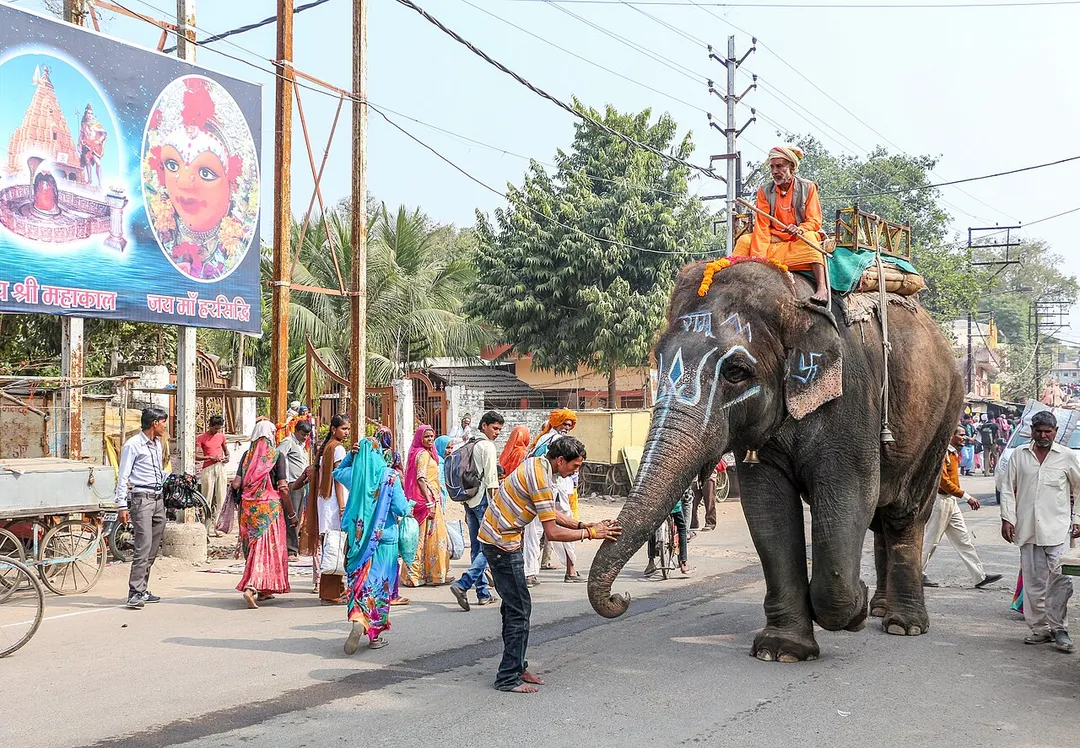 An elephant in Harsiddhi Marg, Ujjain, India