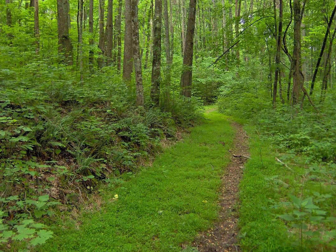 Young forest along the crest of Cooper Mountain in Standing Stone State Forest in Overton County, Tennessee, in the southeastern United States.  This trail is an extension of a forestry maintenance road that intersects the Cooper Mountain Trail appx. 2.5 miles east of the trail's Mill Creek bridge access.