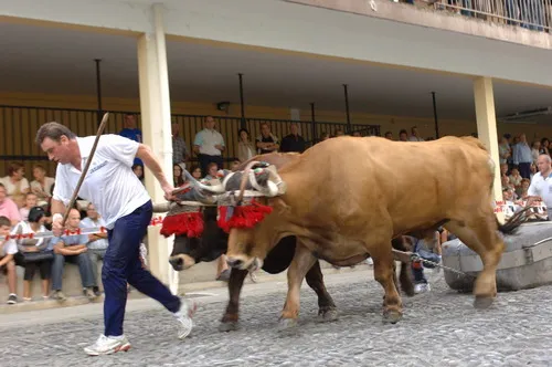 Dragging game with oxen in Urnieta, Basque Country.