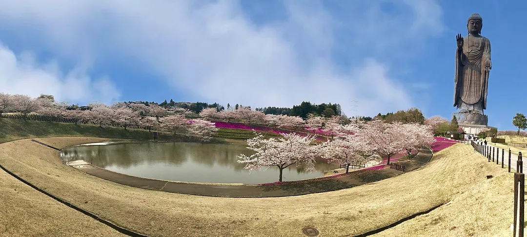 Cherry Blossoms at the Ushiku Daibutsu