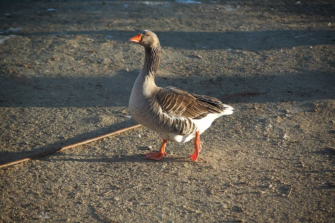 Goose at the Valdebernardo forest park, Madrid (Spain).