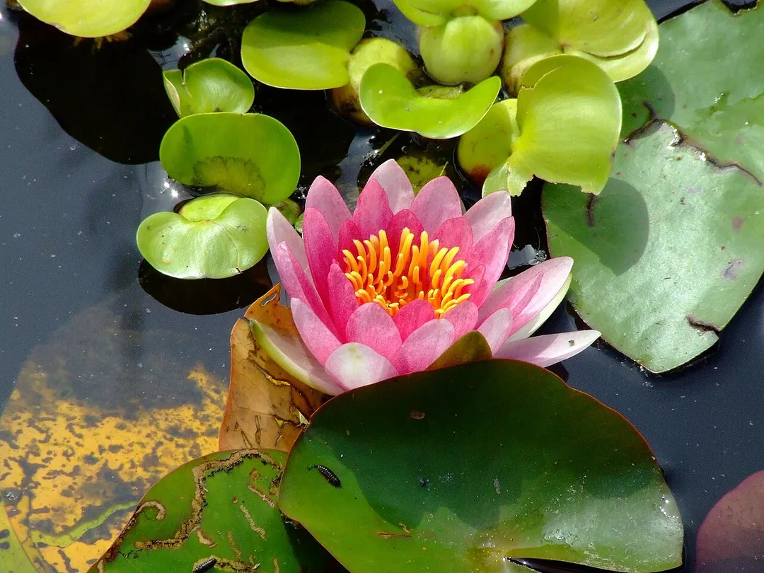 ninfea nel Parco Giardino Sigurtà
