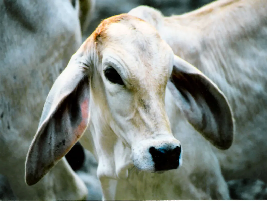 Brahman calf in Costa Rica.