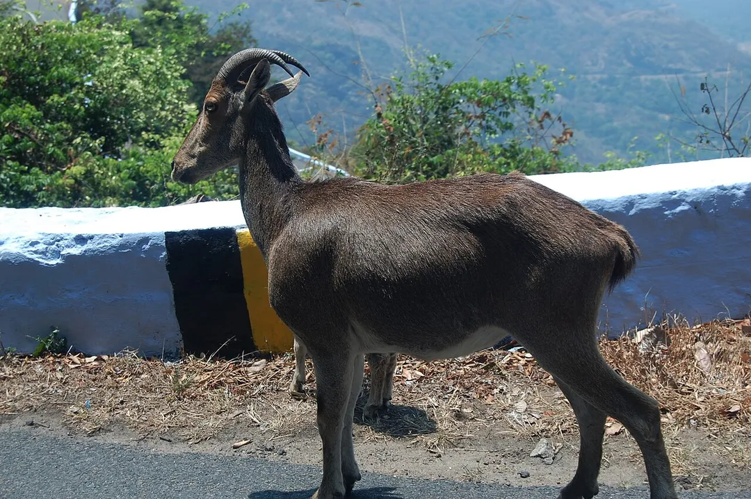 Nilgiri Tahr at Valparai Roadside
