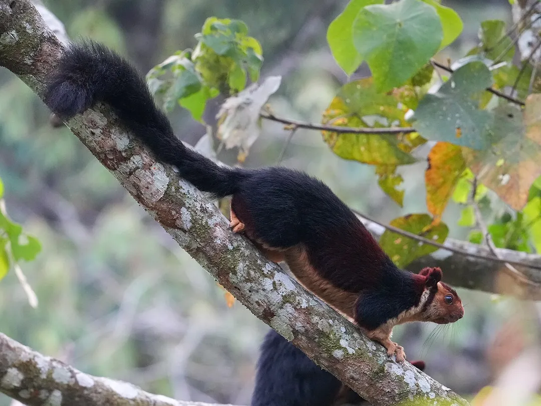 Malabar giant squirrel (Ratufa indica), Sheikalmudi, Valparai taluk, Coimbatore district, Tamil Nadu, India