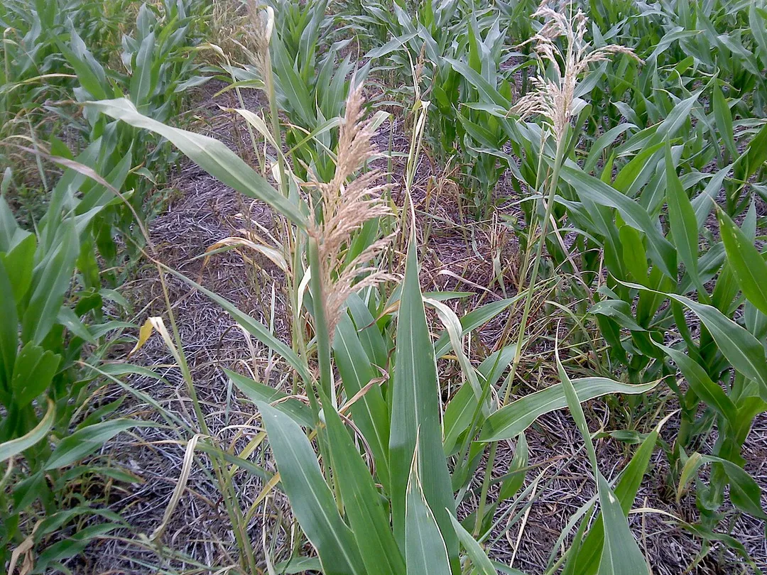 Roundup Ready (RR) maize/corn.