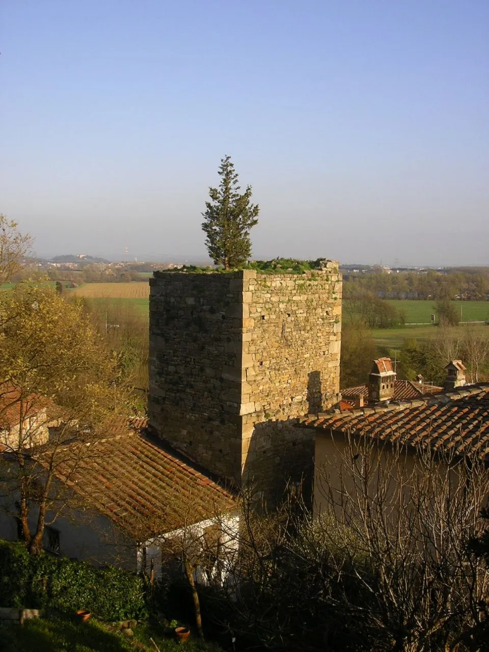 Vicopisano, Tuscany, ItaliaI've got a tree on my roof...