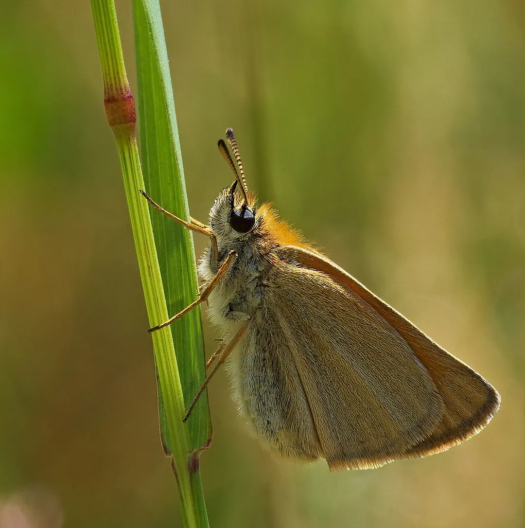 Essex skipper - Thymelicus lineola. Taken in Viernheim, Hesse, Germany.