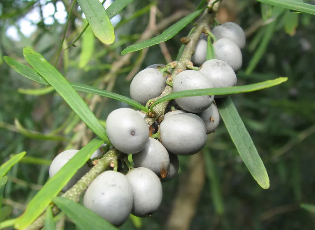 Melicytus dentatus berries, Banyule Flats Reserve, Viewbank, Victoria, Australia